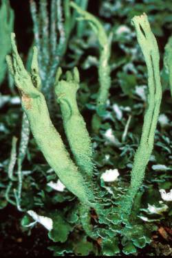 Cladonia sulphurina