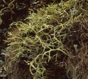 Evernia mesomorpha