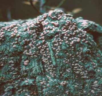 Icmadophila ericetorum