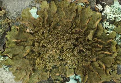 Melanelia exasperatula