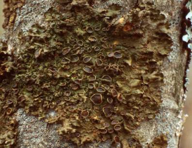 Melanelia septentrionalis