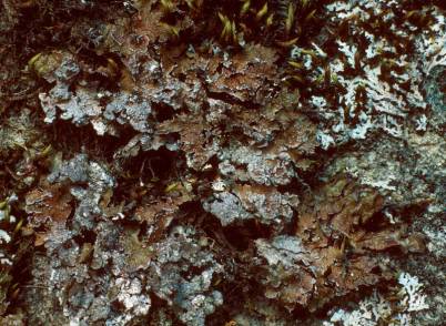 Melanelia subargentifera