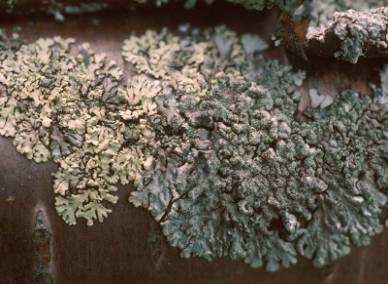 Parmeliopsis hyperopta