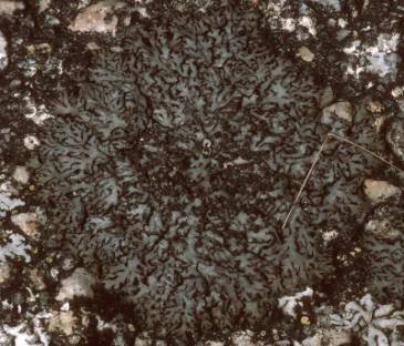 Phaeophyscia sciastra