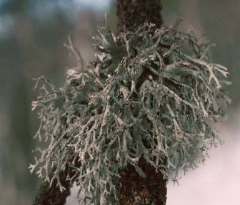 Pseudevernia furfuracea
