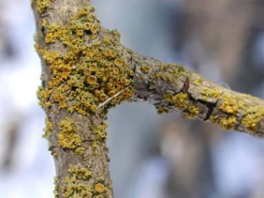 Xanthoria polycarpa